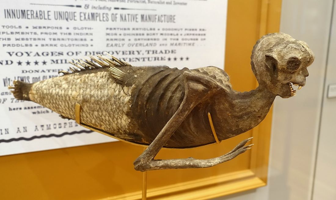 La sirène des Fidji exposée par Barnum en 1842, taxidermie conservée au Peabody Museum